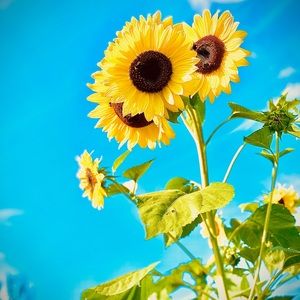 Meet your Posher, Jane